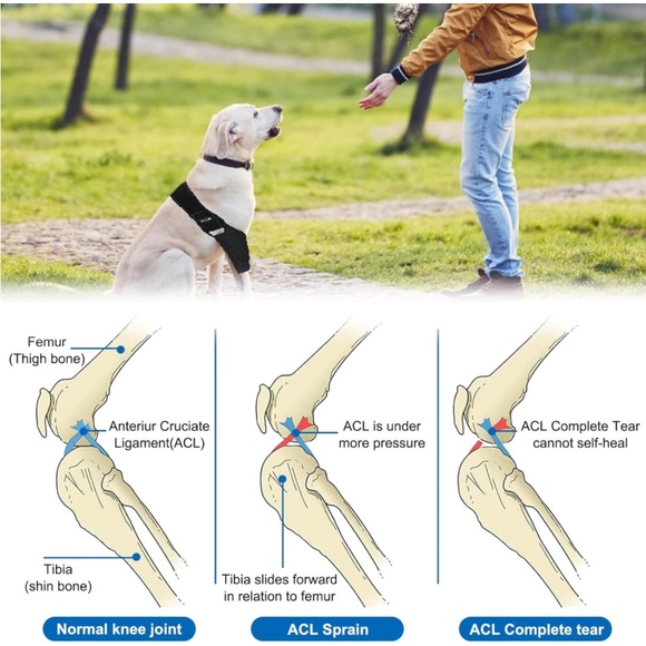 New Dog Knee Brace, Dog Leg Braces for Back Leg for ACL, Knee Cap Dislocation S - Picture 4 of 13